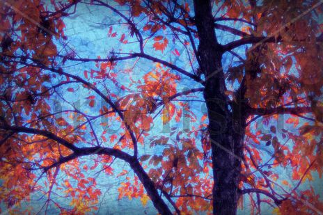Otoño | Autumn