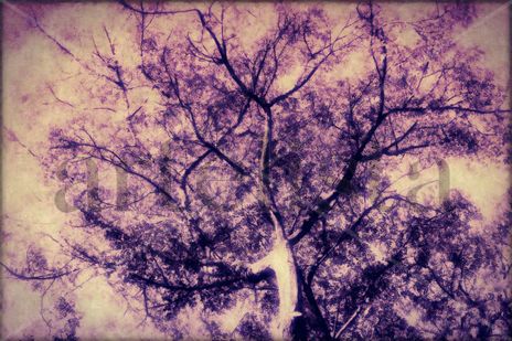 El Arbol Púrpura |...