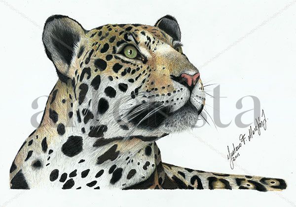 Jaguar o Yaguaraté (Panthera onca) Pencil (coloured) Card Animals