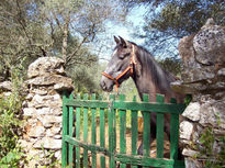 Caballito Español