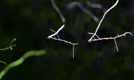 los Pasos Perdidos / the Lost Steps