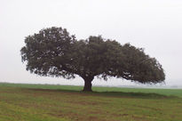 Encina vieja