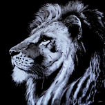 Colección Felinos thumbnail 1