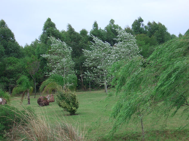 Los Arboles 