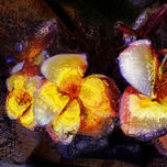 Flor de mayo thumbnail 1