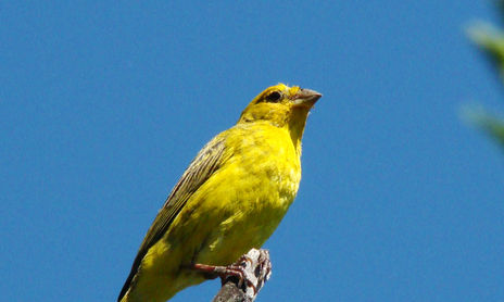 Aves