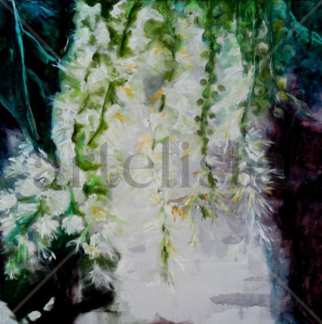 Ombu en flor