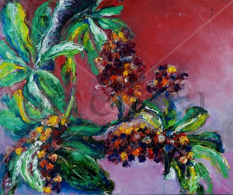 Aralia en flor