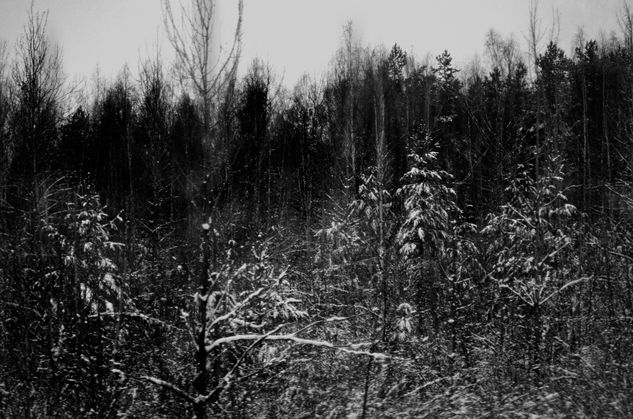 Russkiy les zimoy nº 25 Nature Black and White (Digital)