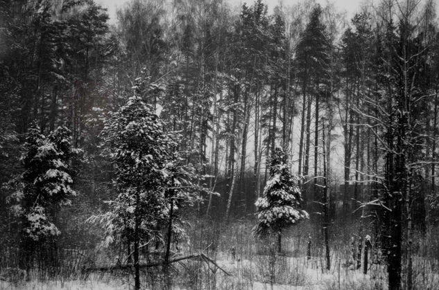 Russkiy les zimoy nº 1 Naturaleza Blanco y Negro (Digital)