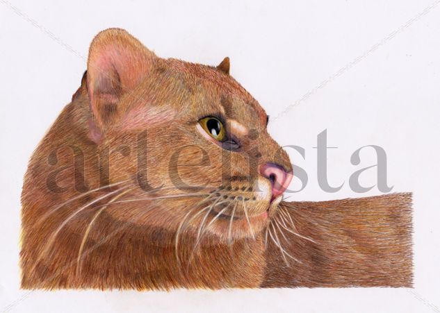 Jaguarundi o Yaguarundi Pencil (coloured) Card Animals