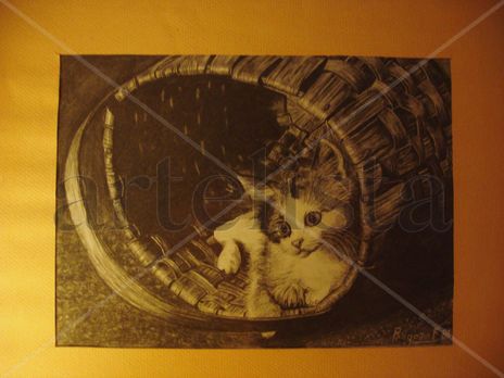 Gato