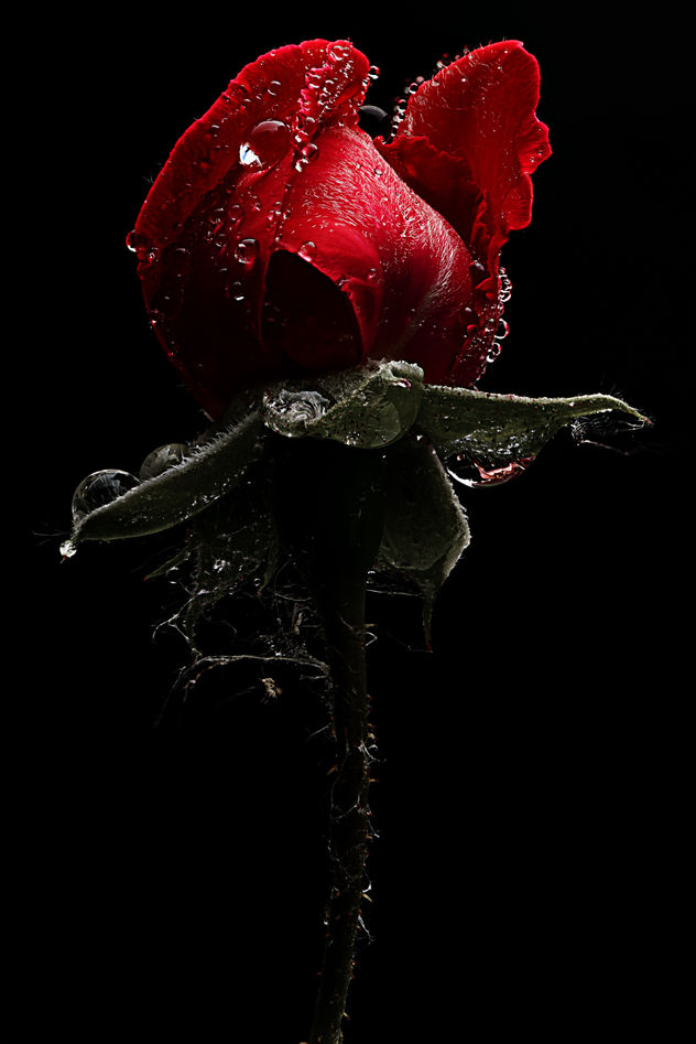 ENRICO PITTON - red rose