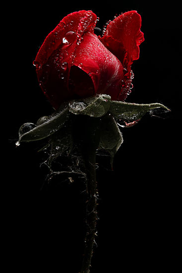 ENRICO PITTON - red rose Nature Color (Digital)