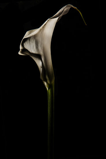 ENRICO PITTON - calla blanca Naturaleza Color (Digital)