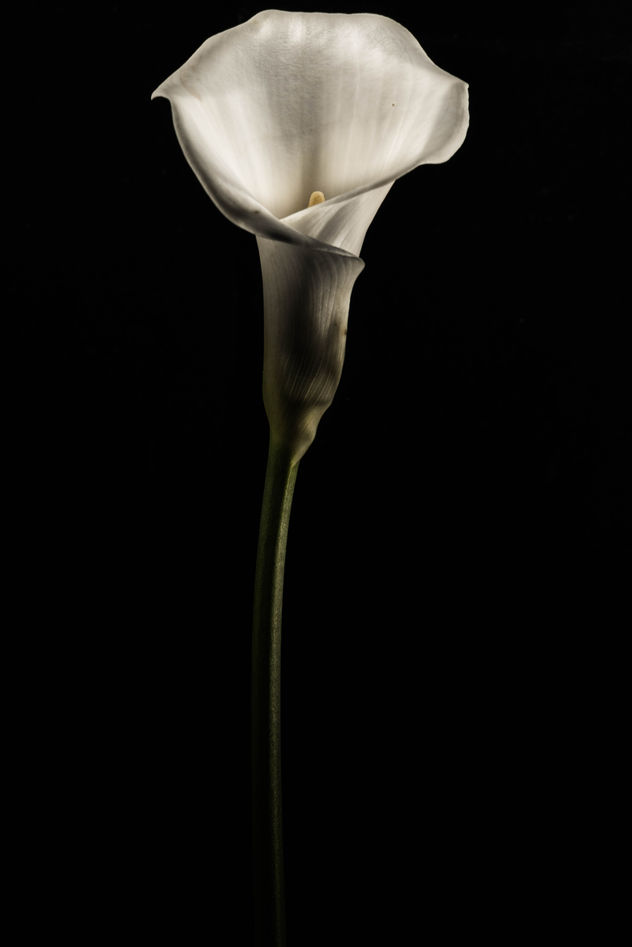 ENRICO PITTON - calla blanca