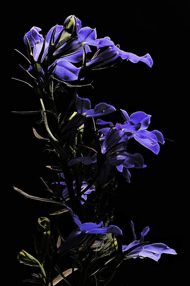 ENRICO PITTON - violetas