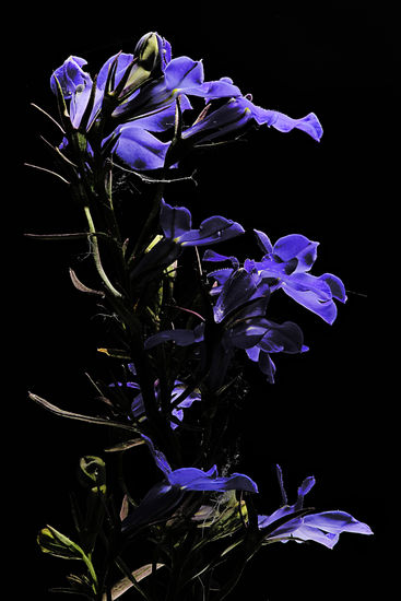 ENRICO PITTON - violetas Nature Color (Digital)