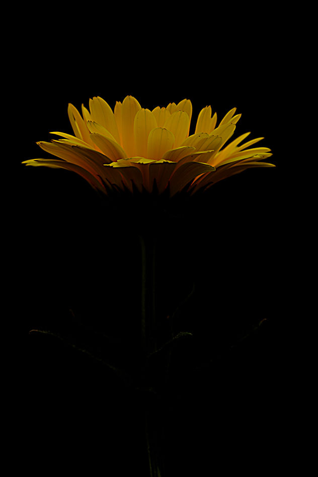 ENRICO PITTON - margarita amarillo
