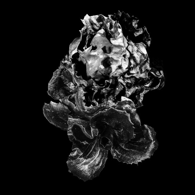ENRICO PITTON - ensalada spacial