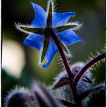 Natura thumbnail 2