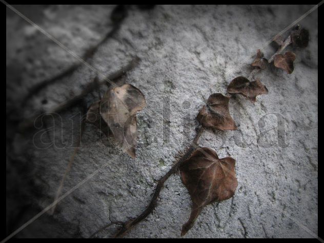 ENRICO PITTON - Decadencia