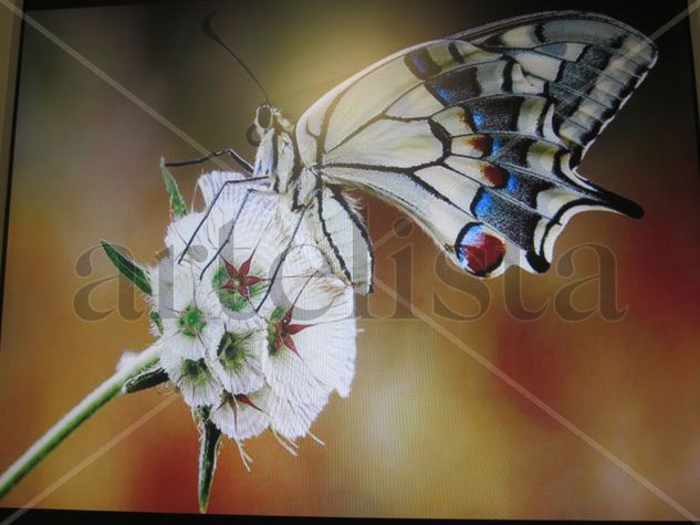 Mariposa sobre la flor Pastel Others Floral Painting