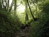 Bosque con tu amigo...