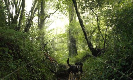 bosque de hayas y robles Cantabria