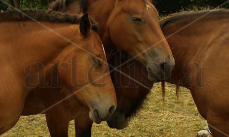 Caballos - Horses