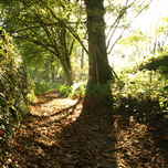 bosque de hayas y robles Cantabria thumbnail 1