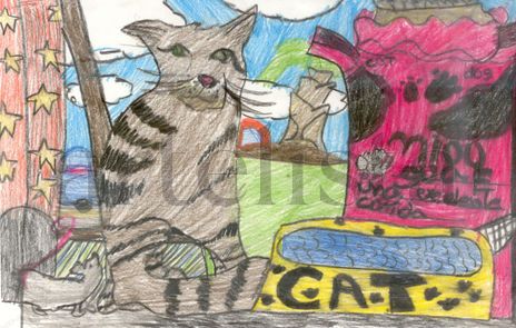Cat