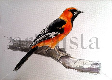 Pájaro naranja