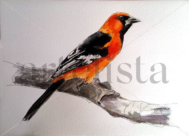 pájaro naranja