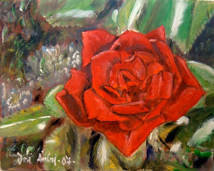 Rosa iii