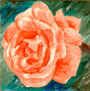 ROSA IV