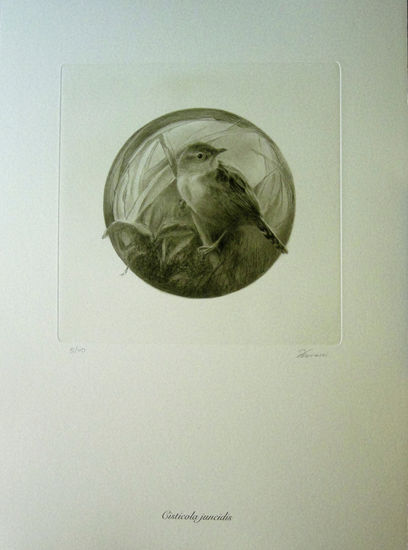 Cisticola juncidis Photolithography