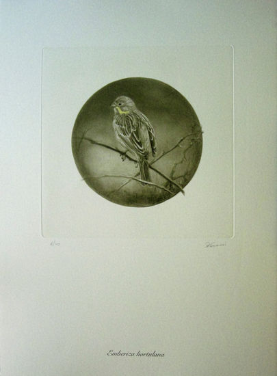 Emberiza hortulana Photolithography