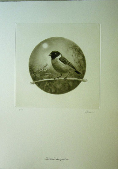 Saxicola torcuatus Photolithography