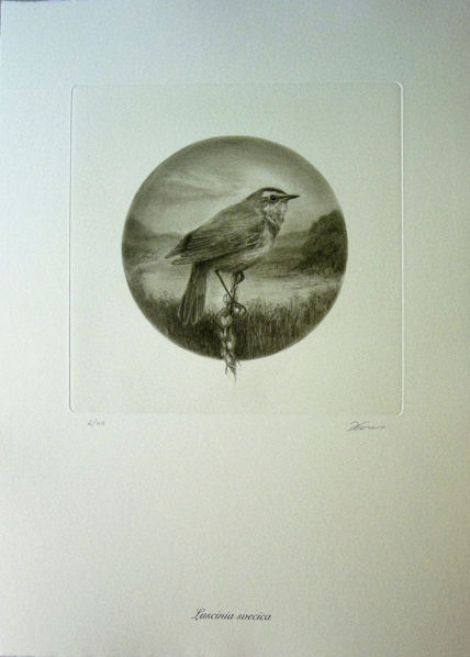 Luscinia svecica
