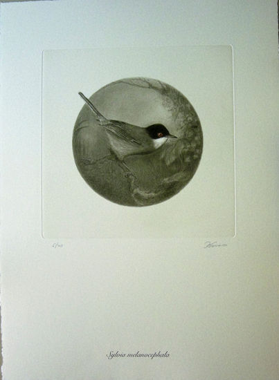 Sylvia melanocephala Photolithography