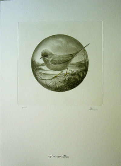 Sylvia cantillans Photolithography