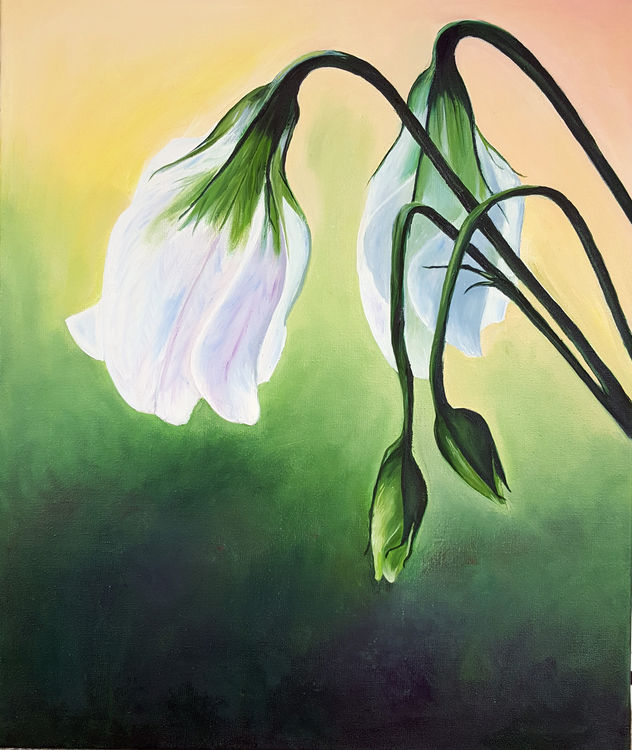 WHITE TULIPS