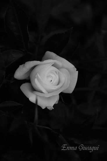 ROSA PARISINA Naturaleza Blanco y Negro (Digital)