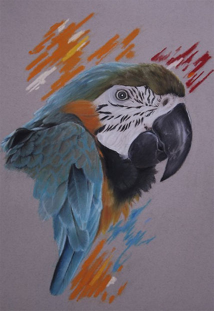 Guacamayo