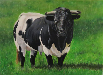 Toro en el Campo