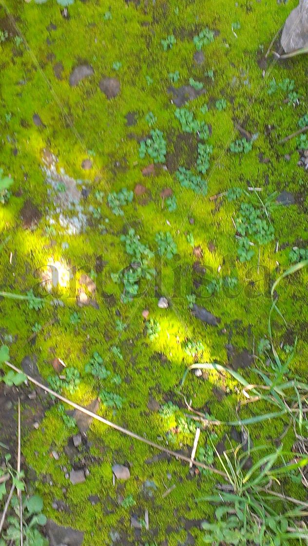 verde verde verde