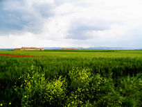 Campos de primavera