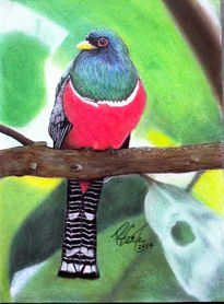 Trogon collaris