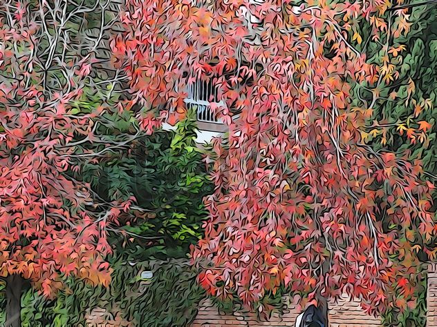 De la Serie: "Árboles de Martínez", Buenos Aires.